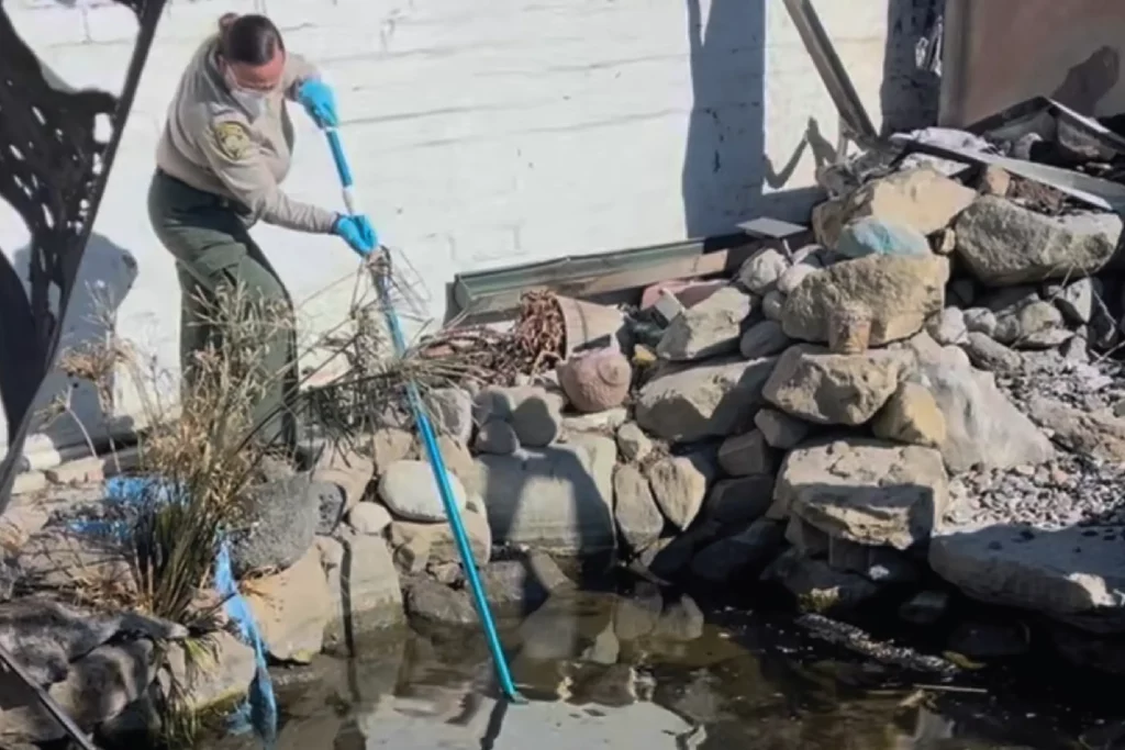SearchingForKoifish Animal Control officer uses a big net to search for koi in outdoor pond in the aftermath of the Eaton Fire